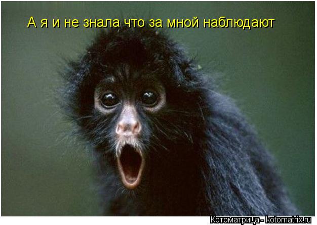 Котоматрица: А я и не знала что за мной наблюдают