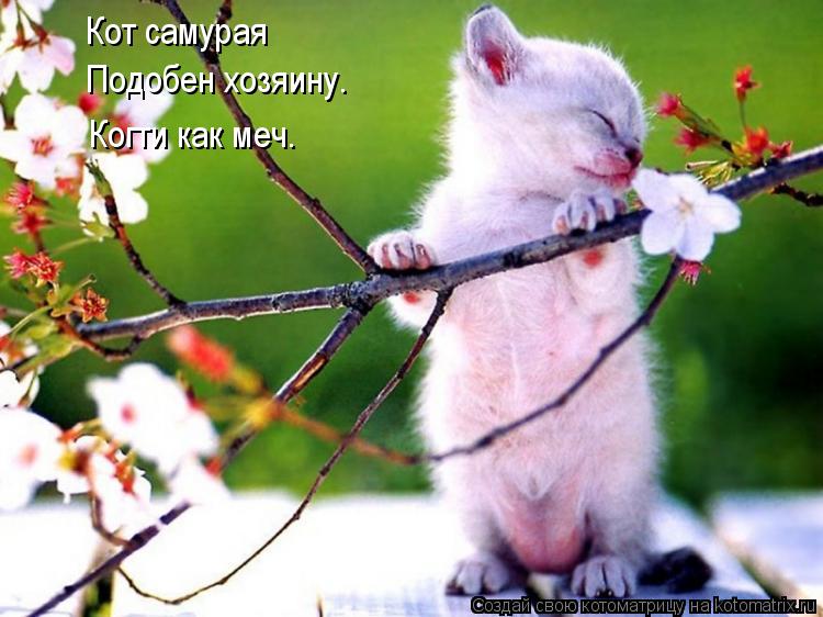 Кот самурая Подобен хозяину. Когти как меч.... Котоматрица: Кот самурая Подобен хозяину. Когти как меч.