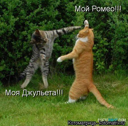 Мой Ромео!!! Моя Джульета!!!... Котоматрица: Мой Ромео!!! Моя Джульета!!!