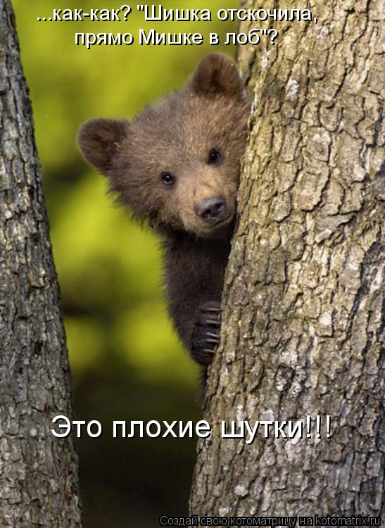 ...как-как? "Шишка отскочила, прямо Мишке в лоб"? Это плохие шутки!!!... Котоматрица: ...как-как? "Шишка отскочила, прямо Мишке в лоб"? Это плохие шутки!!!