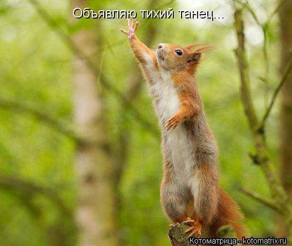 Объявляю тихий танец...... Котоматрица: Объявляю тихий танец...