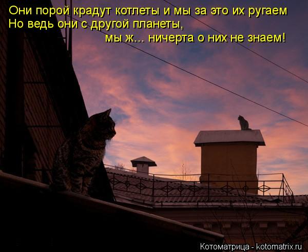 Котоматрица: Они порой крадут котлеты и мы за это их ругаем  Но ведь они с другой планеты,  мы ж... ничерта о них не знаем!