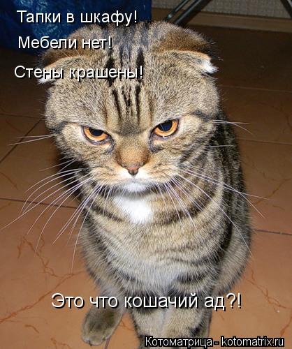 Тапки в шкафу! Мебели нет! Стены крашены! Это что кошачий ад?!... Котоматрица: Тапки в шкафу! Мебели нет! Стены крашены! Это что кошачий ад?!