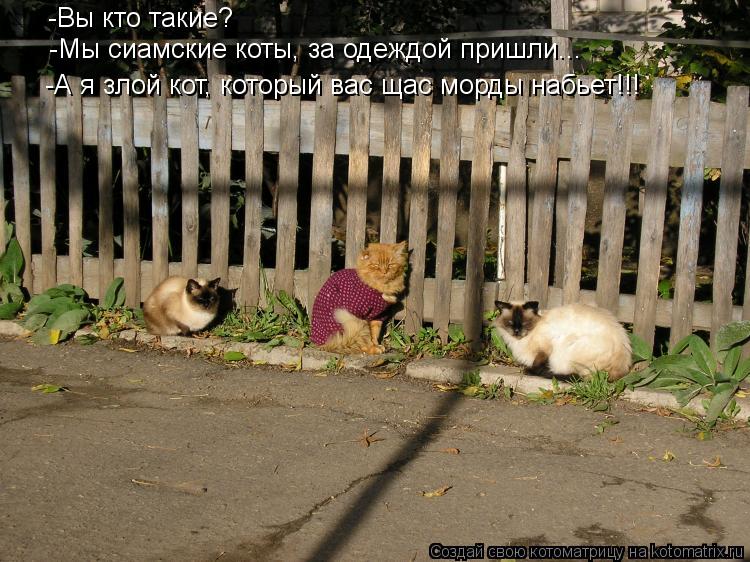-Вы кто такие? -Мы сиамские коты, за одеждой пришли... -А я злой кот, который вас щас морды набьет!!!... Котоматрица: -Вы кто такие? -Мы сиамские коты, за одеждой пришли... -А я злой кот, который вас щас морды набьет!!!