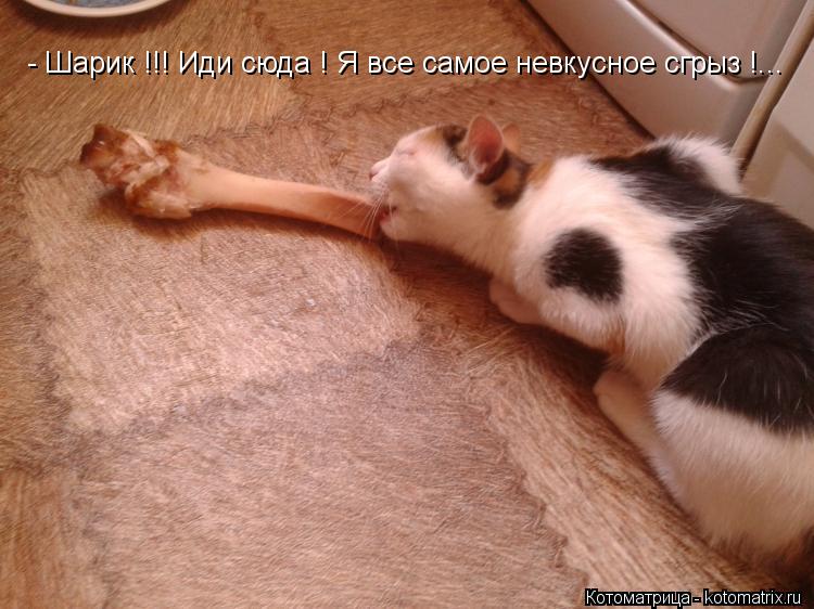 - Шарик !!! Иди сюда ! Я все самое невкусное сгрыз !...... Котоматрица: - Шарик !!! Иди сюда ! Я все самое невкусное сгрыз !...