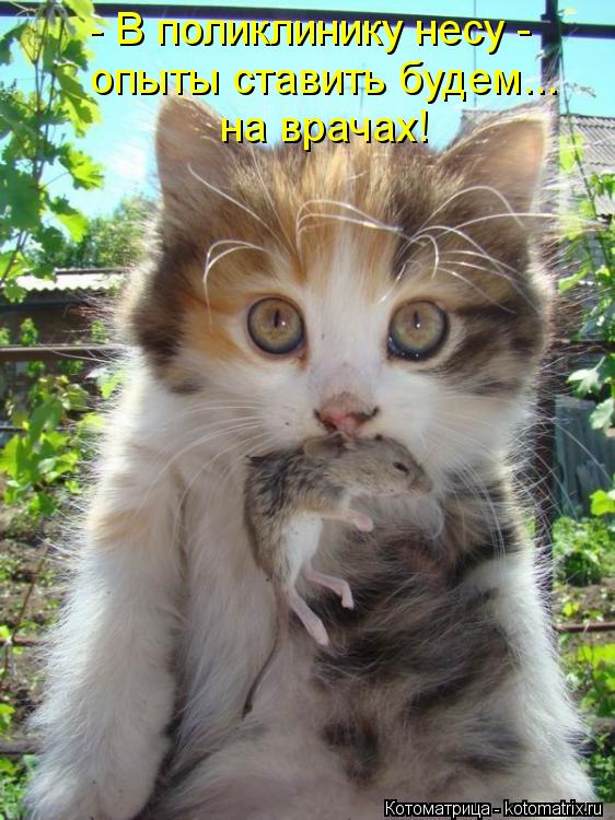 - В поликлинику несу - опыты ставить будем... на врачах!... Котоматрица: - В поликлинику несу - опыты ставить будем... на врачах!