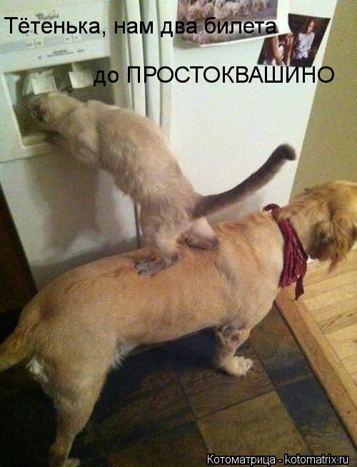 Котоматрица: Тётенька, нам два билета  до ПРОСТОКВАШИНО