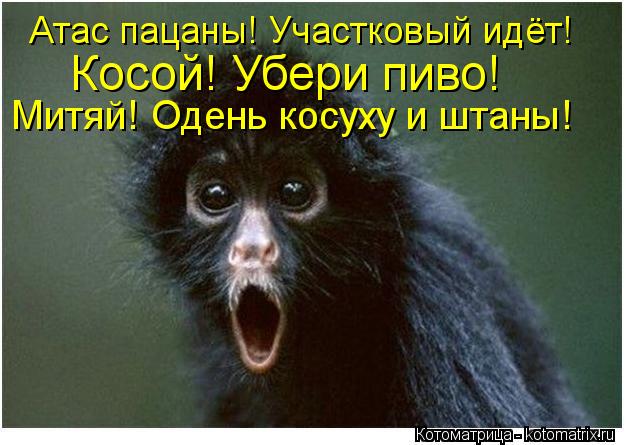 Атас пацаны! Участковый идёт! Косой! Убери пиво! Митяй! Одень косуху и штаны!... Котоматрица: Атас пацаны! Участковый идёт! Косой! Убери пиво! Митяй! Одень косуху и штаны!