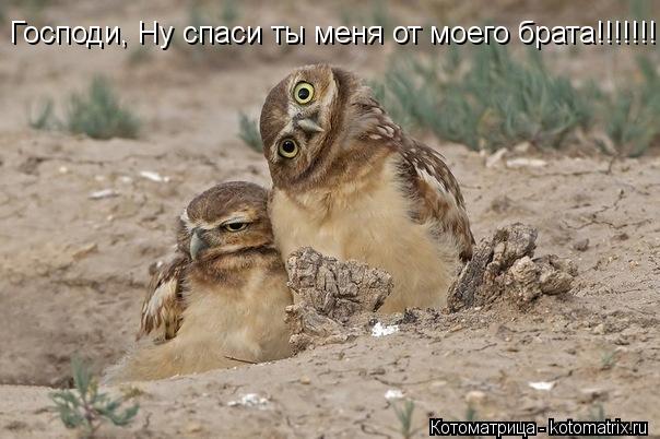 Господи, Ну спаси ты меня от моего брата!!!!!!!... Котоматрица: Господи, Ну спаси ты меня от моего брата!!!!!!!