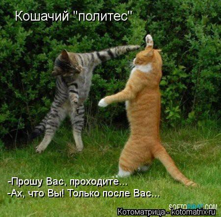 Котоматрица: -Прошу Вас, проходите... -Ах, что Вы! Только после Вас... Кошачий "политес"