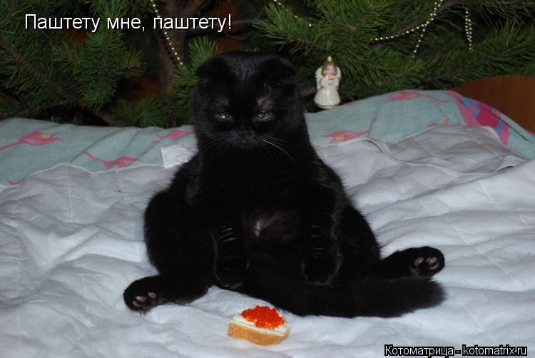 Котоматрица: Паштету мне, паштету!