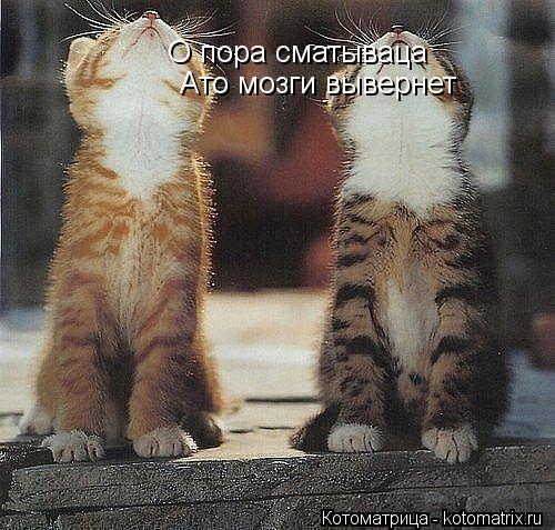 Котоматрица: О пора сматываца Ато мозги вывернет