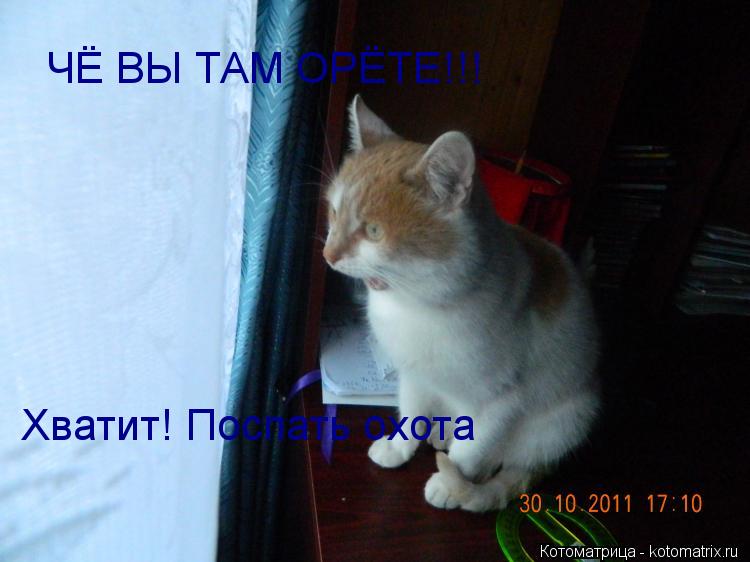 ЧЁ ВЫ ТАМ ОРЁТЕ!!! Хватит! Поспать охота... Котоматрица: ЧЁ ВЫ ТАМ ОРЁТЕ!!! Хватит! Поспать охота