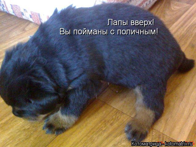 Котоматрица: Лапы вверх! Вы пойманы с поличным!