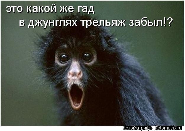 это какой же гад в джунглях трельяж забыл!?... Котоматрица: это какой же гад в джунглях трельяж забыл!?