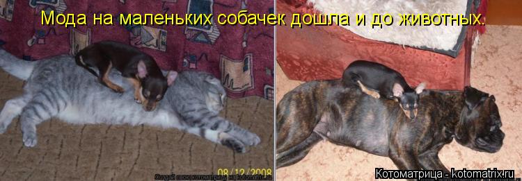 Котоматрица: Мода на маленьких собачек дошла и до животных.