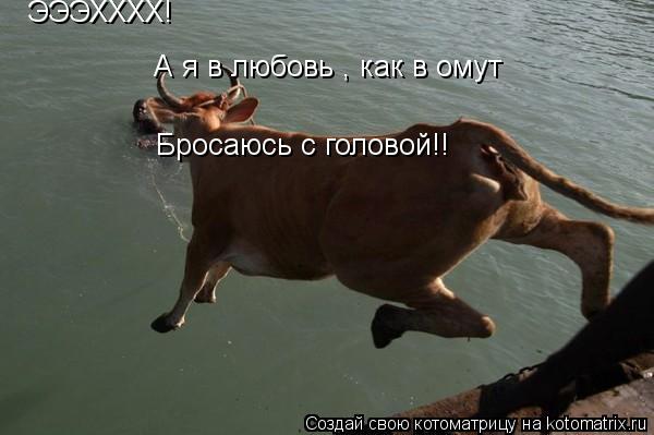 Котоматрица: ЭЭЭХХХХ! Бросаюсь с головой!!  А я в любовь , как в омут