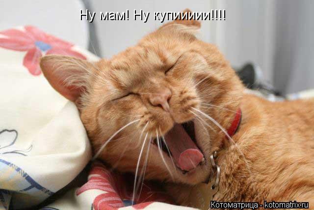 Ну мам! Ну купиииии!!!!... Котоматрица: Ну мам! Ну купиииии!!!!