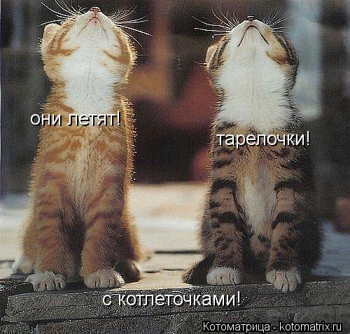они летят! тарелочки! с котлеточками!... Котоматрица: они летят! тарелочки! с котлеточками!