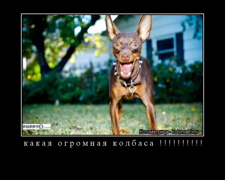 какая огромная колбаса !!!!!!!!!! ... Котоматрица: какая огромная колбаса !!!!!!!!!!