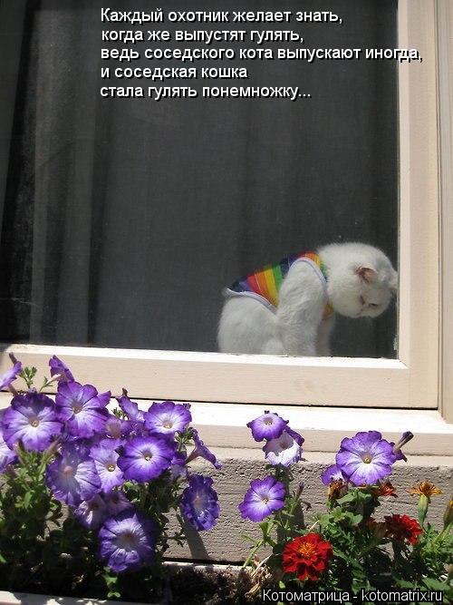 Котоматрица: Каждый охотник желает знать, когда же выпустят гулять, ведь соседского кота выпускают иногда, и соседская кошка стала гулять понемножку...