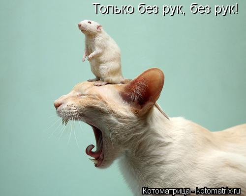 Только без рук, без рук!... Котоматрица: Только без рук, без рук!