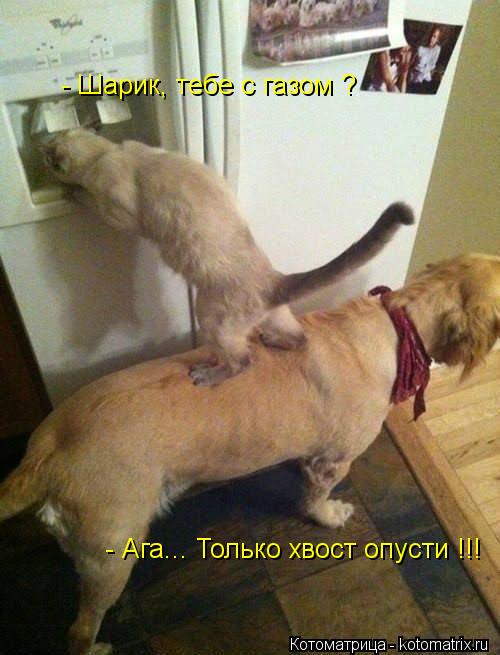 Котоматрица: - Шарик, тебе с газом ? - Ага... Только хвост опусти !!!