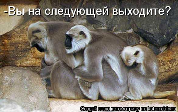-Вы на следующей выходите?... Котоматрица: -Вы на следующей выходите?