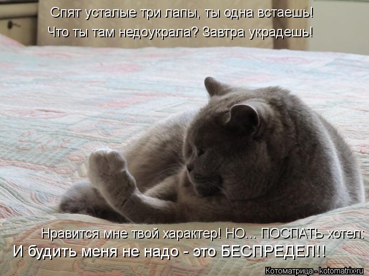 Спят усталые три лапы, ты одна встаешь! Что ты там недоукрала? Завтра украдешь! Нравится мне твой хар... Котоматрица: Спят усталые три лапы, ты одна встаешь! Что ты там недоукрала? Завтра украдешь! Нравится мне твой характер! НО... ПОСПАТЬ хотел: И будить меня