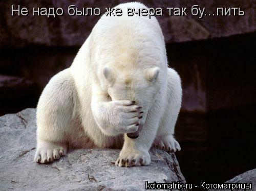 Котоматрица: Не надо было же вчера так бу...пить