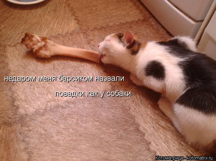 недаром меня барсиком назвали повадки как у собаки... Котоматрица: недаром меня барсиком назвали повадки как у собаки