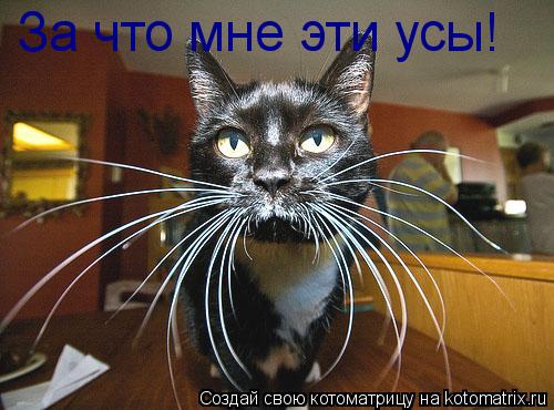 За что мне эти усы!... Котоматрица: За что мне эти усы!