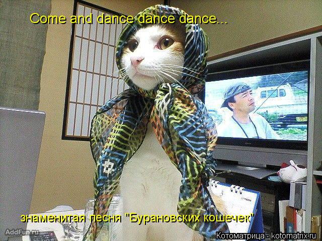 Котоматрица: Come and dance dance dance... знаменитая песня "Бурановских кошечек"