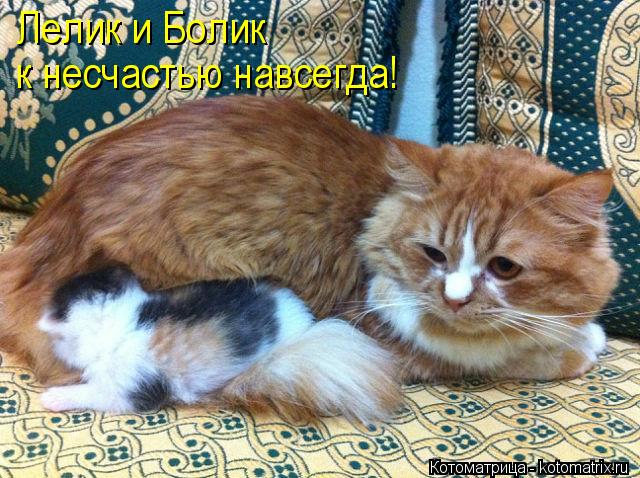 Котоматрица: Лелик и Болик к несчастью навсегда! к несчастью навсегда!