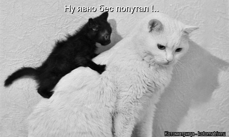 Котоматрица: Ну явно бес попутал !..