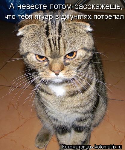 А невесте потом расскажешь, что тебя ягуар в джунглях потрепал!!! Ясно?! что тебя ягуар в джунглях п... Котоматрица: А невесте потом расскажешь, что тебя ягуар в джунглях потрепал!!! Ясно?! что тебя ягуар в джунглях потрепал!!! Ясно?!