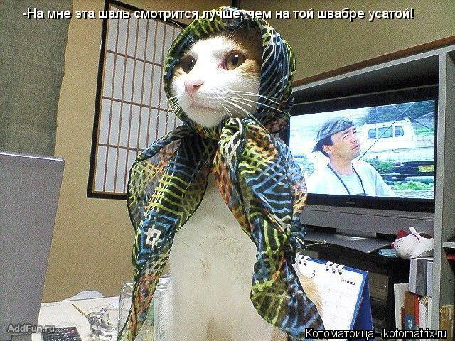 -На мне эта шаль смотрится лучше, чем на той швабре усатой!... Котоматрица: -На мне эта шаль смотрится лучше, чем на той швабре усатой!
