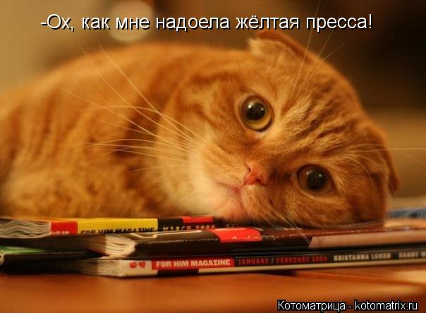 -Ох, как мне надоела жёлтая пресса!... Котоматрица: -Ох, как мне надоела жёлтая пресса!