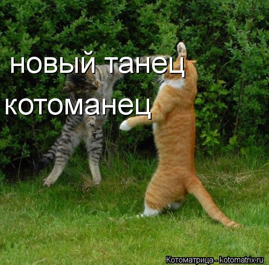 новый танец новый танец котоманец... Котоматрица: новый танец новый танец котоманец
