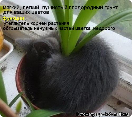 мягкий, легкий, пушистый,плодородный грунт для ваших цветов. функции: утеплитель корней растения обг... Котоматрица: мягкий, легкий, пушистый,плодородный грунт для ваших цветов. функции: утеплитель корней растения обгрызатель ненужных частей цветка, недо