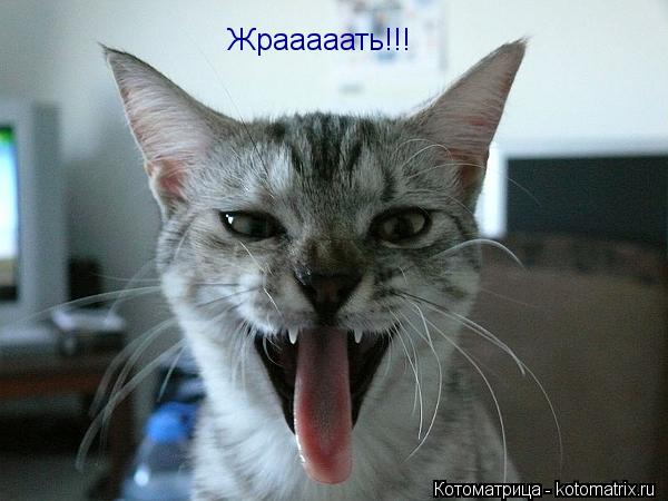 Котоматрица: Жрааааать!!!