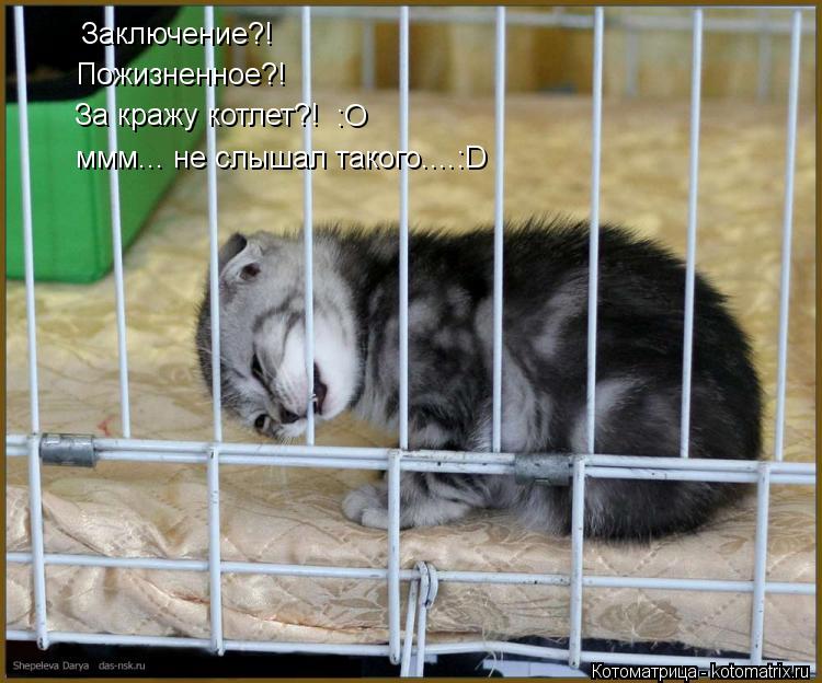 Котоматрица: Заключение?!  Пожизненное?! За кражу котлет?! :О ммм... не слышал такого....:D