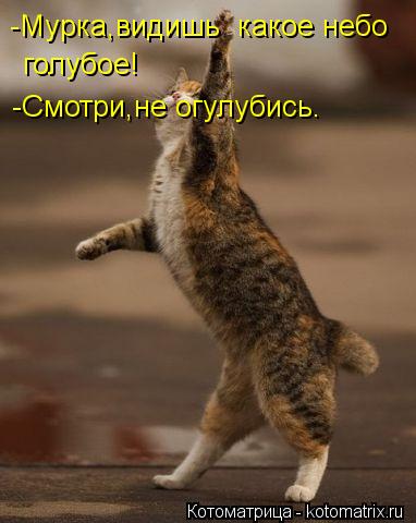 -Мурка,видишь какое небо голубое! -Смотри,не огулубись.... Котоматрица: -Мурка,видишь какое небо голубое! -Смотри,не огулубись.