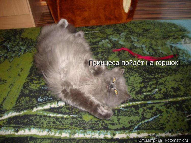 Котоматрица: Принцеса пойдёт на горшок!