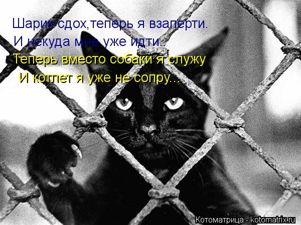 Шарик сдох,теперь я взаперти. И некуда мне уже идти. Теперь вместо собаки я служу И котлет я уже не с... Котоматрица: Шарик сдох,теперь я взаперти. И некуда мне уже идти. Теперь вместо собаки я служу И котлет я уже не сопру...