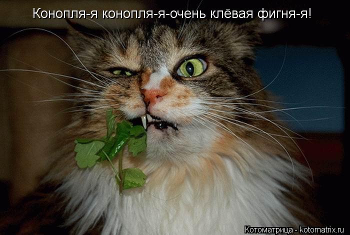 Котоматрица: Конопля-я конопля-я-очень клёвая фигня-я!