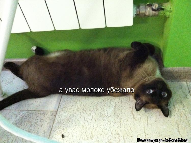 Котоматрица: а увас молоко убежало
