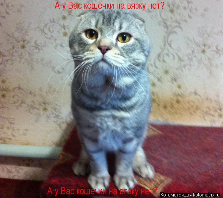 А у Вас кошечки на вязку нет? А у Вас кошечки на вязку нет?... Котоматрица: А у Вас кошечки на вязку нет? А у Вас кошечки на вязку нет?