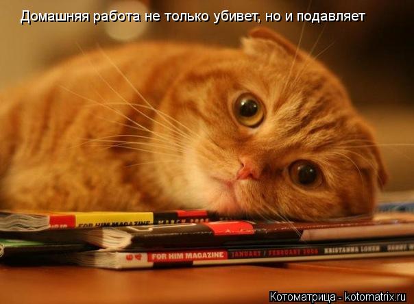 Домашняя работа не только убивет, но и подавляет... Котоматрица: Домашняя работа не только убивет, но и подавляет