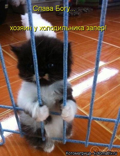 Котоматрица: Слава Богу... хозяин у холодильника запер!